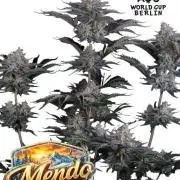 Mendo Frost Auto Fastbuds