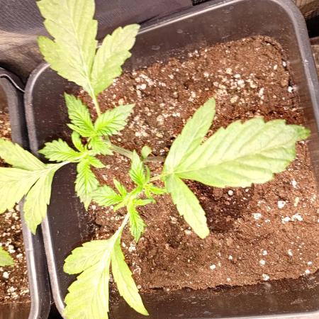 Banana Cherry Cookies Auto Fastbuds
