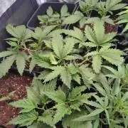 RF3 Auto Mixpack #1 Fastbuds