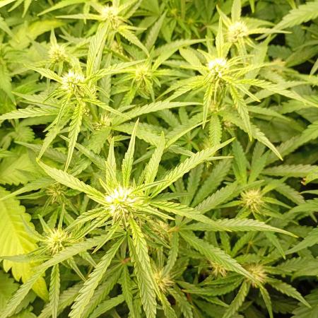 Green Gelato Auto RQS
