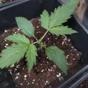 Purple Lemonade Auto RQS