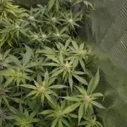 Cinderella Auto Fastbuds