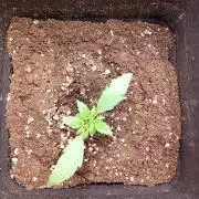 Wurlz F1 Auto Zamnesia