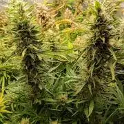 Mango Cherry Runtz Auto Fastbuds