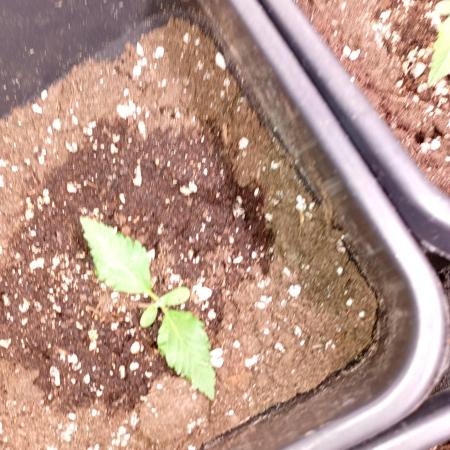 Purple Lemonade Auto RF3 Fastbuds