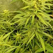 Apple Strudel Auto Fastbuds