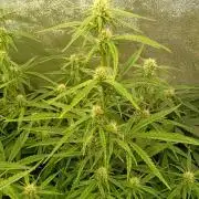 Apple Strudel Auto Fastbuds
