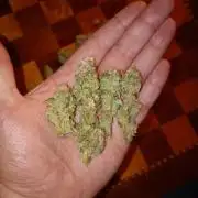 Cosmic Cheddar F1'26 Royal Queen Seeds