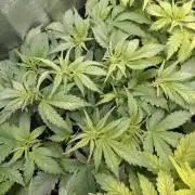 Grape Pop Rocks Auto Anesia Seeds