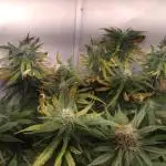 Cookies Gelato Auto RQS