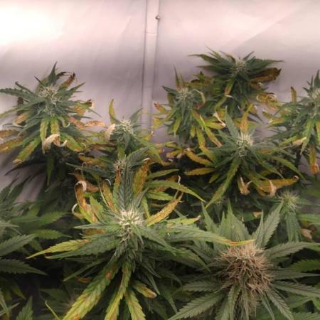 Cookies Gelato Auto RQS