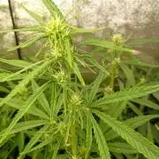 Apple Strudel Auto Fastbuds