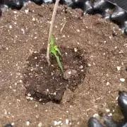 Sticky Broccoli Auto ZMA Eternity Cup'26