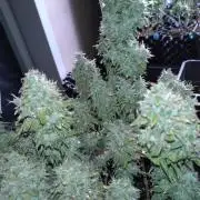 Green (Purple) Gelato Auto RQS