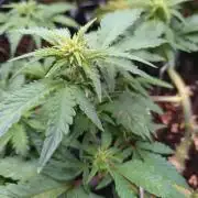 Sticky Broccoli Auto ZMA Eternity Cup'26