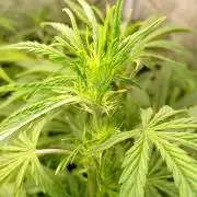 Mango Cherry Runtz Fastbuds