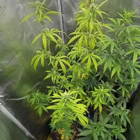 Blueberry Zkittlez Auto Sensi Seeds