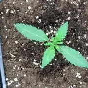 Green Gelato P#2 Royal Queen Seeds