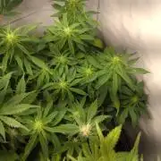 Green Gelato Auto RQS