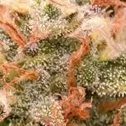 Grape Pop Rocks Auto Anesia Seeds