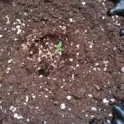 Thin Mint x Sour Pinot Auto Barneys Farm