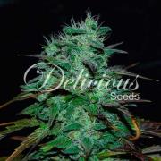 Space Cookies Auto Delicious Seeds