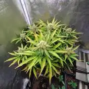 North Thunderfuck Auto RQS