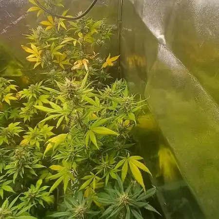 Apple Strudel Auto Fastbuds