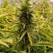 Mango Cherry Runtz Auto Fastbuds