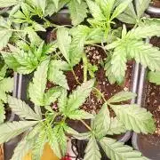 Green Gelato Auto RQS