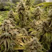 Green Gelato Auto RQS