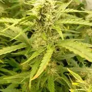 Space Cookies Auto Delicious Seeds