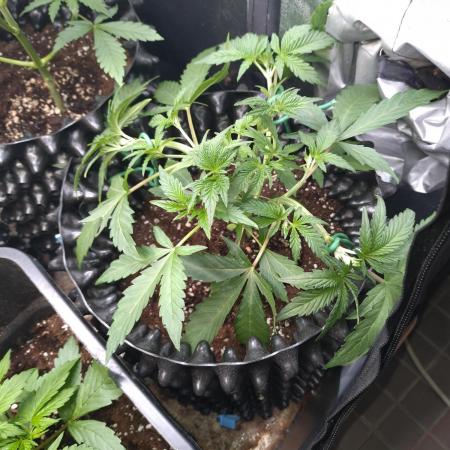 Green Gelato Auto RQS
