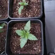 RF3 Auto Mixpack Fastbuds