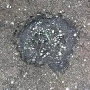 Euphoria Royal Queen Seeds