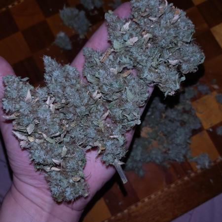 Gelonade Auto Zamnesia