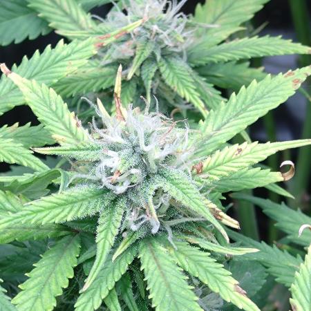 Grape Pop Rocks Auto Anesia Seeds