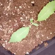 Glowberry Rush Auto Anesia Seeds