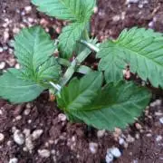 Cherry Cola RF3 Auto Fastbuds