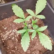 Purple Lemonade Auto RF3 Fastbuds