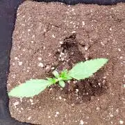Banana Frost Auto Fastbuds