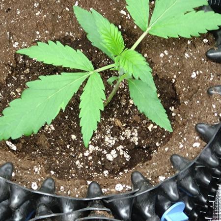 Euphoria Royal Queen Seeds