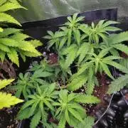 Cherry Cola RF3 Auto Fastbuds