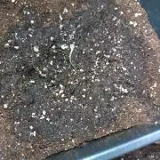 North Thunderfuck Auto RQS