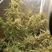 Chaos Cake Auto Anesia Seeds
