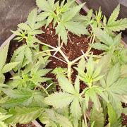 Space Cookies Auto Delicious Seeds