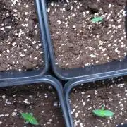 Purple Lemonade Auto RQS