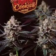 Mendo Cherry Cookies Auto Fastbuds