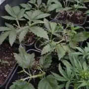 RF3 Auto Mixpack #1 Fastbuds