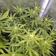 Thin Mint x Sour Pinot Auto Barneys Farm